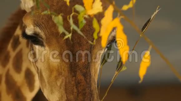 极角特写长颈鹿吃树上的叶子特写视频把相机从长颈鹿的眼睛飞到视频的预览图