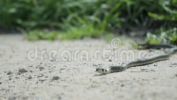 美丽的草蛇躺在沙子上伸出舌头爬行动物感知危险跳回避难所视频的预览图