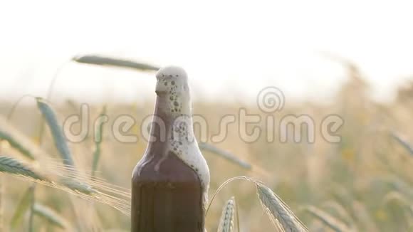 在大麦或小麦的背景下啤酒泡沫从一个黑暗的老式的湿的瓶子中排入田野视频的预览图