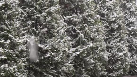 装饰树木背景下的大雪视频的预览图