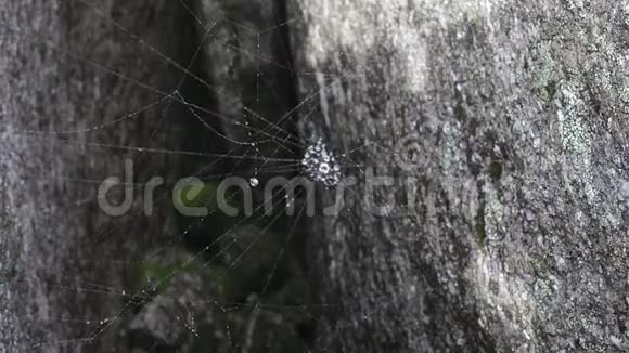 溪水旁蜘蛛网视频的预览图