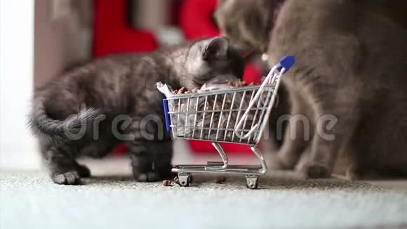 猫从购物车里吃东西近距离观看视频的预览图