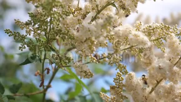 蜜蜂飞行各种昆虫在树枝上授粉盛开的黄白色花特写镜头蜜蜂采蜜视频的预览图