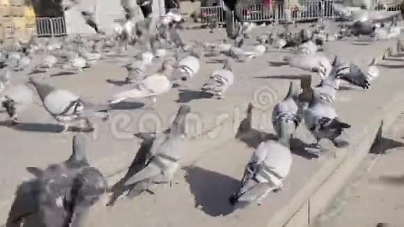 泰国曼谷步行街上成群的鸽子库存一群鸽子为食物而战许多人在挣扎视频的预览图