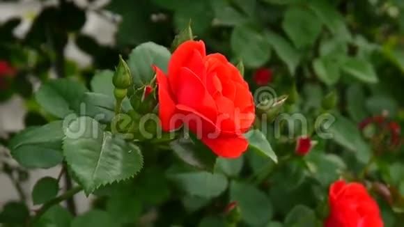 红玫瑰灌木视频的预览图
