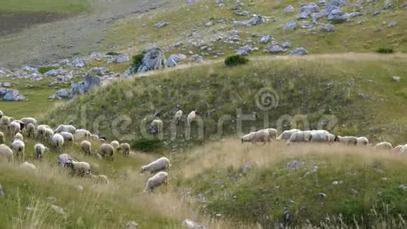 山坡上成群的羊视频的预览图