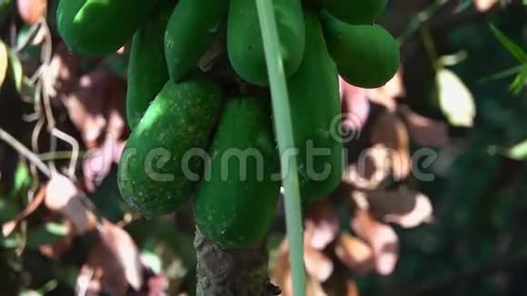 青无熟木瓜生长在树上视频的预览图