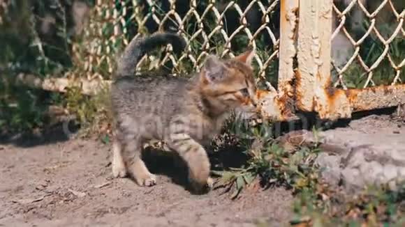 无家可归的灰色小猫正走在街上的围栏附近动作缓慢视频的预览图