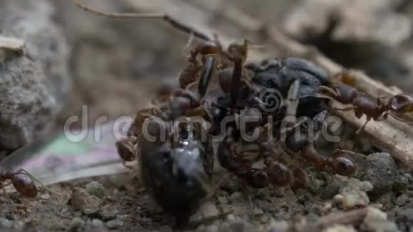 巨蚁吞噬一只巨大的虫蝇视频的预览图