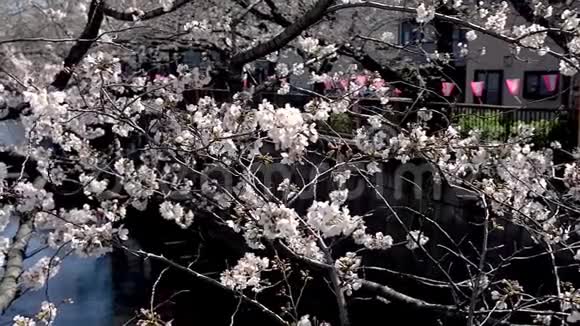美丽的粉红色日本樱花樱花的足迹视频的预览图