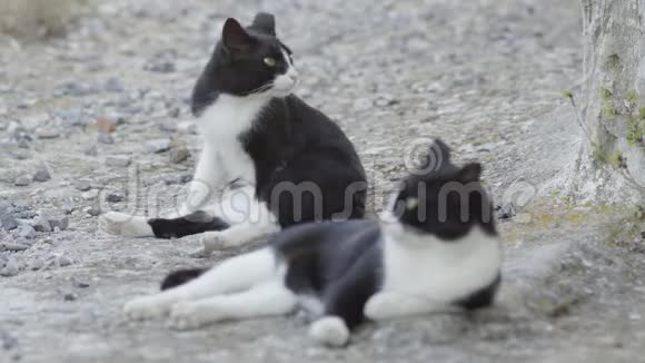 希腊两只黑白流浪猫视频的预览图