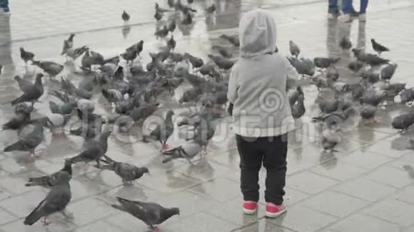 城市广场上的儿童喂养鸽子婴儿喂养鸟类视频的预览图