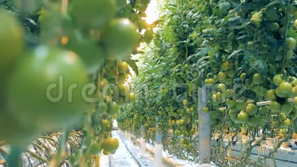 在宽敞的绿色环境中培育番茄灌木视频的预览图