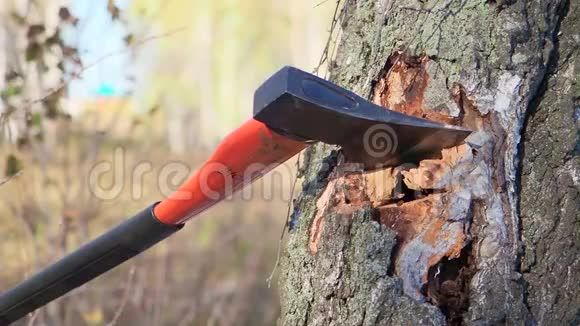 特写镜头伐木工人用锋利的斧头在木头上砍下一棵大树木屑从不同的方向裂开视频的预览图