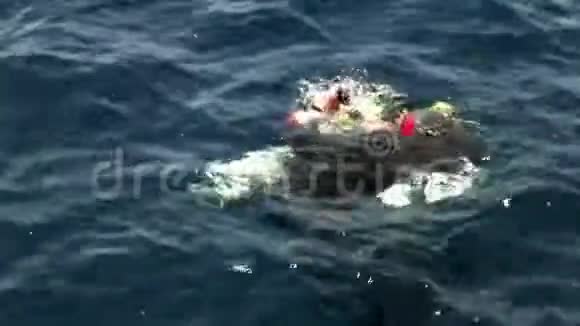 在红海的水下潜水者潜入水下视频的预览图