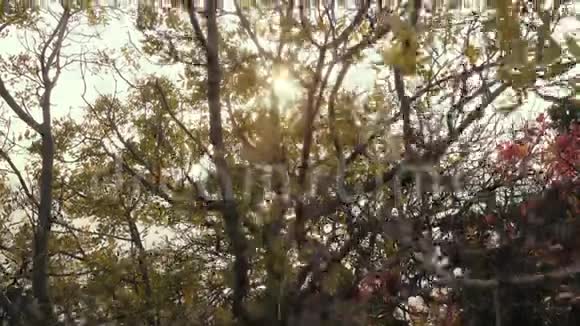 明亮的阳光透过树枝视频的预览图