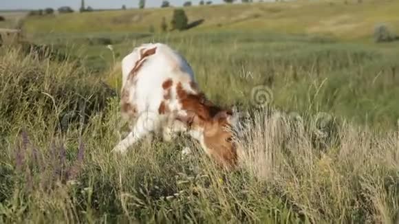 牛在新鲜的牧场放牧视频的预览图