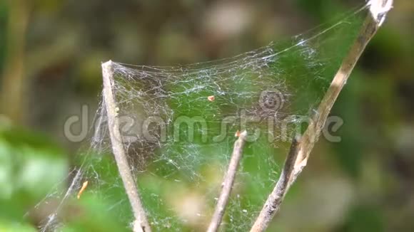 蜘蛛网在森林里挂在灌木上视频的预览图