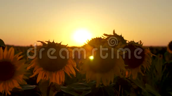 美丽的向日葵花在田野里在美丽的日出的光线下特写镜头农业经营概念视频的预览图