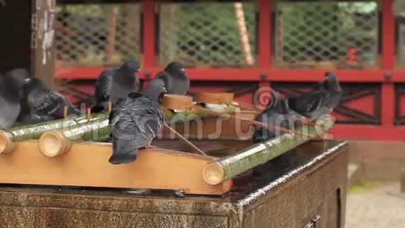东京内祖神社周祖亚的鸽子视频的预览图
