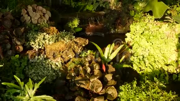 热带植物和瀑布在美丽的花园多种绿色热带植物生长在小叶丛附近新鲜视频的预览图