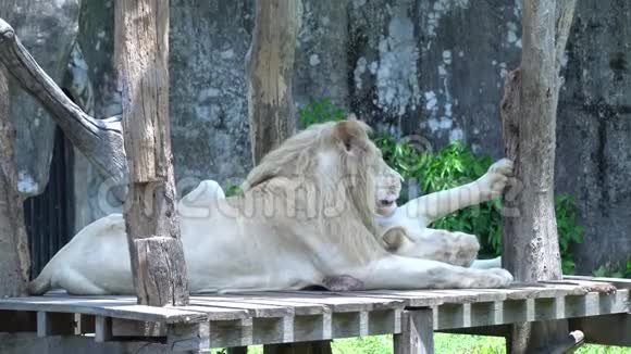狮子和母狮在动物园里嬉戏玩耍躺在木地上视频的预览图