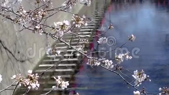 美丽的粉红色日本樱花樱花的足迹视频的预览图