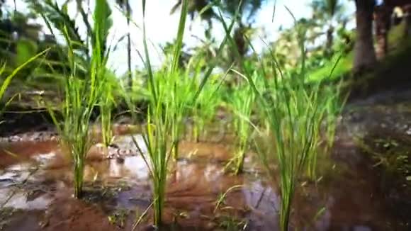 生长在葱郁的水稻稻田上的水稻植株上的鲜芽种子视频的预览图