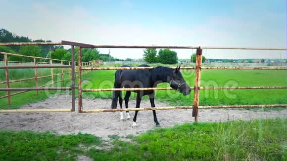 铁栅栏后面的黑马围场里一匹年轻的黑马视频的预览图