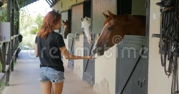 在马厩里喂马吃胡萝卜视频的预览图