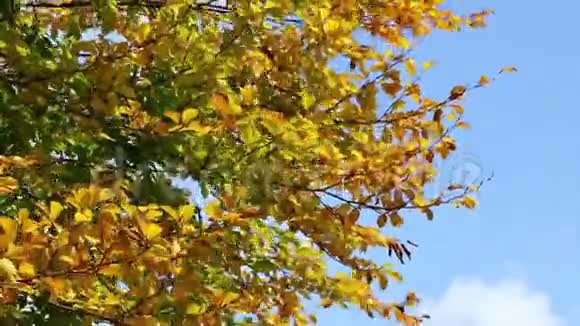 金色的秋叶在风中摇曳视频的预览图