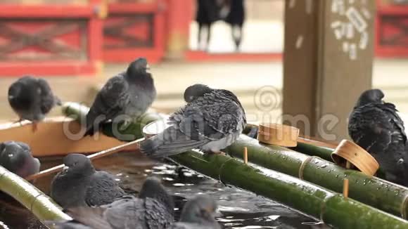 东京内祖神社周祖亚的鸽子视频的预览图
