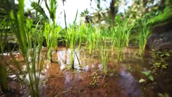 生长在葱郁的水稻稻田上的水稻植株上的鲜芽种子视频的预览图
