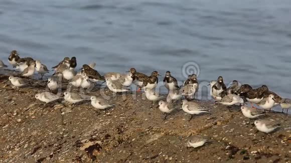 布列塔尼海岸上的海鸟慢动作视频的预览图