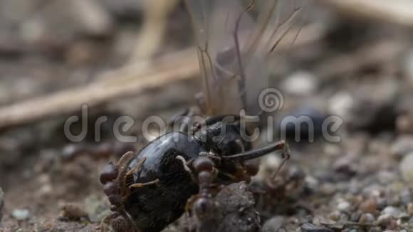 巨蚁吞噬一只巨大的虫蝇视频的预览图