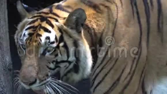 在动物园里近距离观察老虎的脸和皮肤的身体视频的预览图