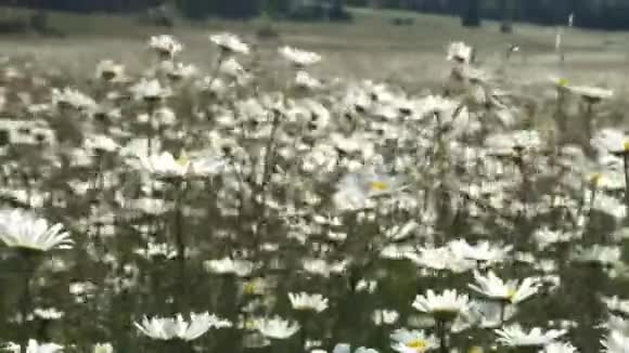 洋甘菊的顶部景色与柔和的焦点在风中摇曳在绿色的田野里绽放的花视频的预览图