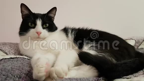 年轻瘦削的黑白猫躺在卧室里躺在家里的床上休息他不时地看着摄像机视频的预览图