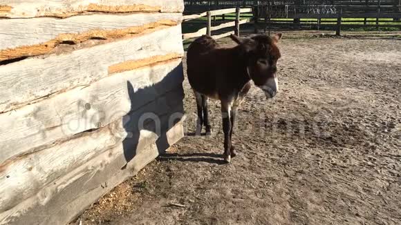 小驴儿站在一个鸟舍里滑稽地摇摇头动动腿晴天视频的预览图