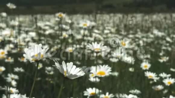 洋甘菊的顶部景色与柔和的焦点在风中摇曳在绿色的田野里绽放的花视频的预览图