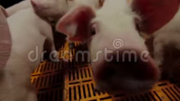 猪在镜头中处理摄像机和爬鼻视频的预览图