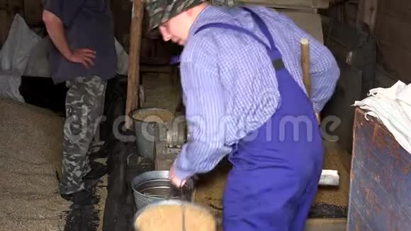 在谷仓里人用铲子把燕麦谷物从复古筛机铲到桶上视频的预览图