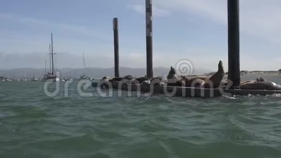 加州海岸莫罗湾的海豹视频的预览图