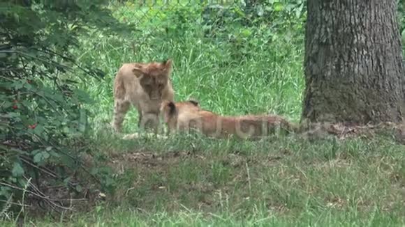 两只小狮子幼崽在玩视频的预览图