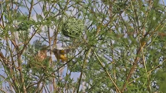 肯尼亚的巴林哥湖北方蒙面织女绦虫雄立在巢上在飞行中展翅飞翔视频的预览图