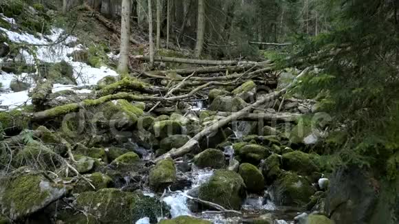 松林内部溪流美景视频的预览图