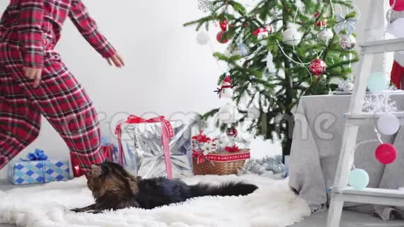 快乐的黑发女孩来到圣诞树上和缅因州的猫玩在圣诞彩带上释放礼物视频的预览图