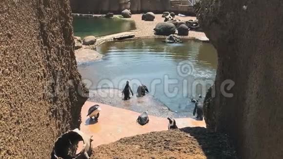 企鹅在动物园里享受夏天的阳光视频的预览图