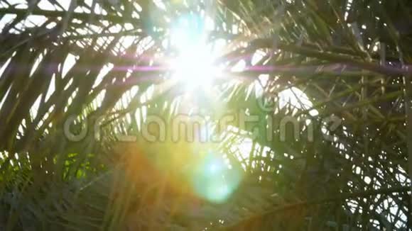 阳光透过棕榈树的枝头穿透阳光光线特写俯视图视频的预览图