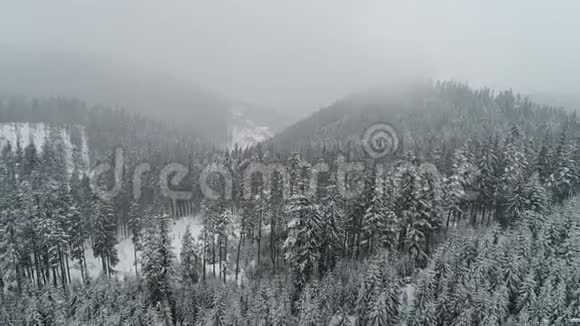 冬天在暴风雪中飞过杉树冷卡帕坦视频的预览图